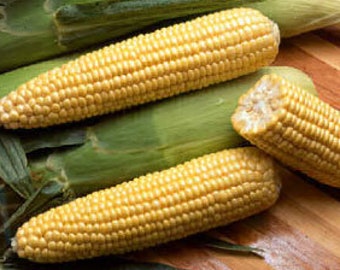 Incredible Sugar Enhanced Yellow Sweet Corn Seed Treated