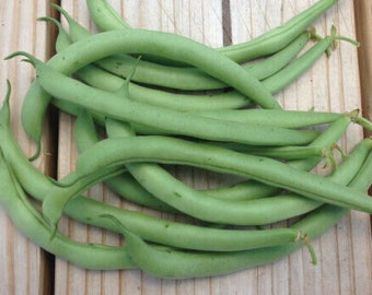 Heirloom Contender Bush Bean  NON GMO  Seeds  Stringless Beans!