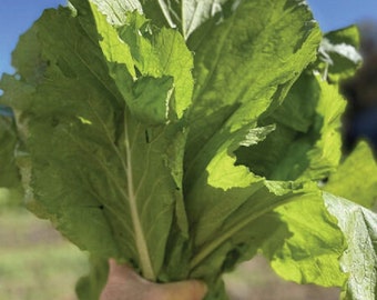 Heirloom Florida Broadleaf Mustard Green Seed Non GMO
