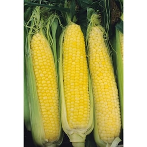 May include: Three ears of yellow corn with green husks. The corn is ripe and ready to be harvested.