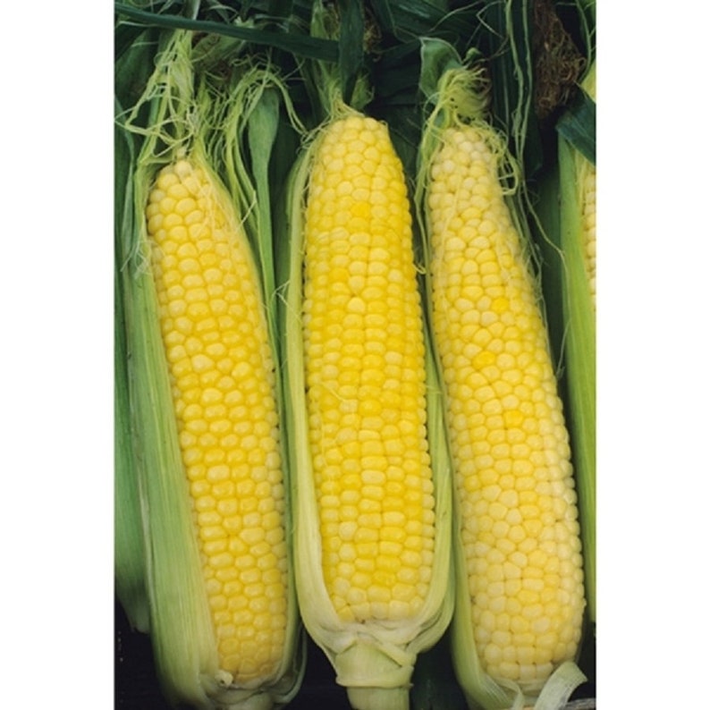 May include: Three ears of yellow corn with green husks. The corn is ripe and ready to be harvested.