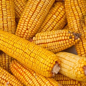 May include: A close-up of a pile of dried corn cobs. The cobs are yellow and have a rough texture.