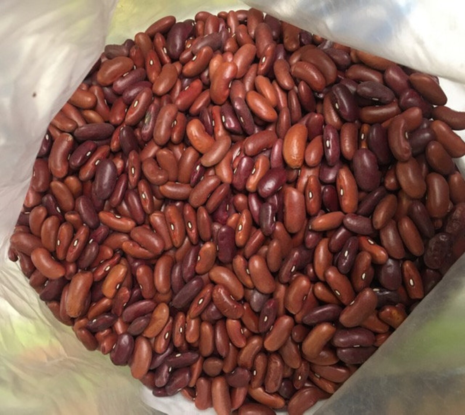 Heirloom Dark Red Kidney Bean Seeds Open Pollinated Non GMO Etsy