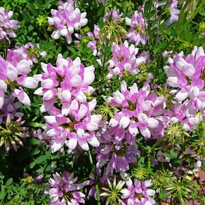 May include: A cluster of pink and white flowers with green leaves. The flowers are in bloom and have a delicate appearance.