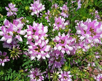 Crown Vetch Seeds for Wildlife Food Plots & Soil Erosion Control Non GMO
