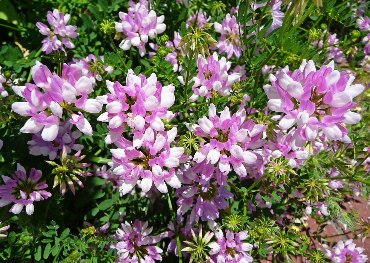Crown Vetch Seeds for Wildlife Food Plots & Soil Erosion Control Non ...