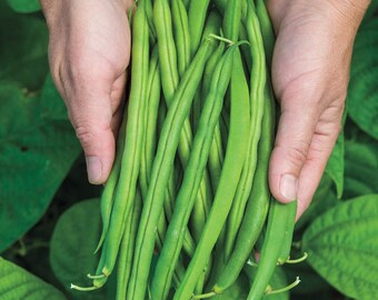 Heirloom Roma II OP Bush Bean Seeds Non GMO Stringless Italian Bean - Etsy