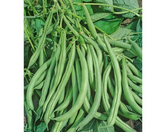 Heirloom Mountain White Half Runner Bean Seeds Non GMO