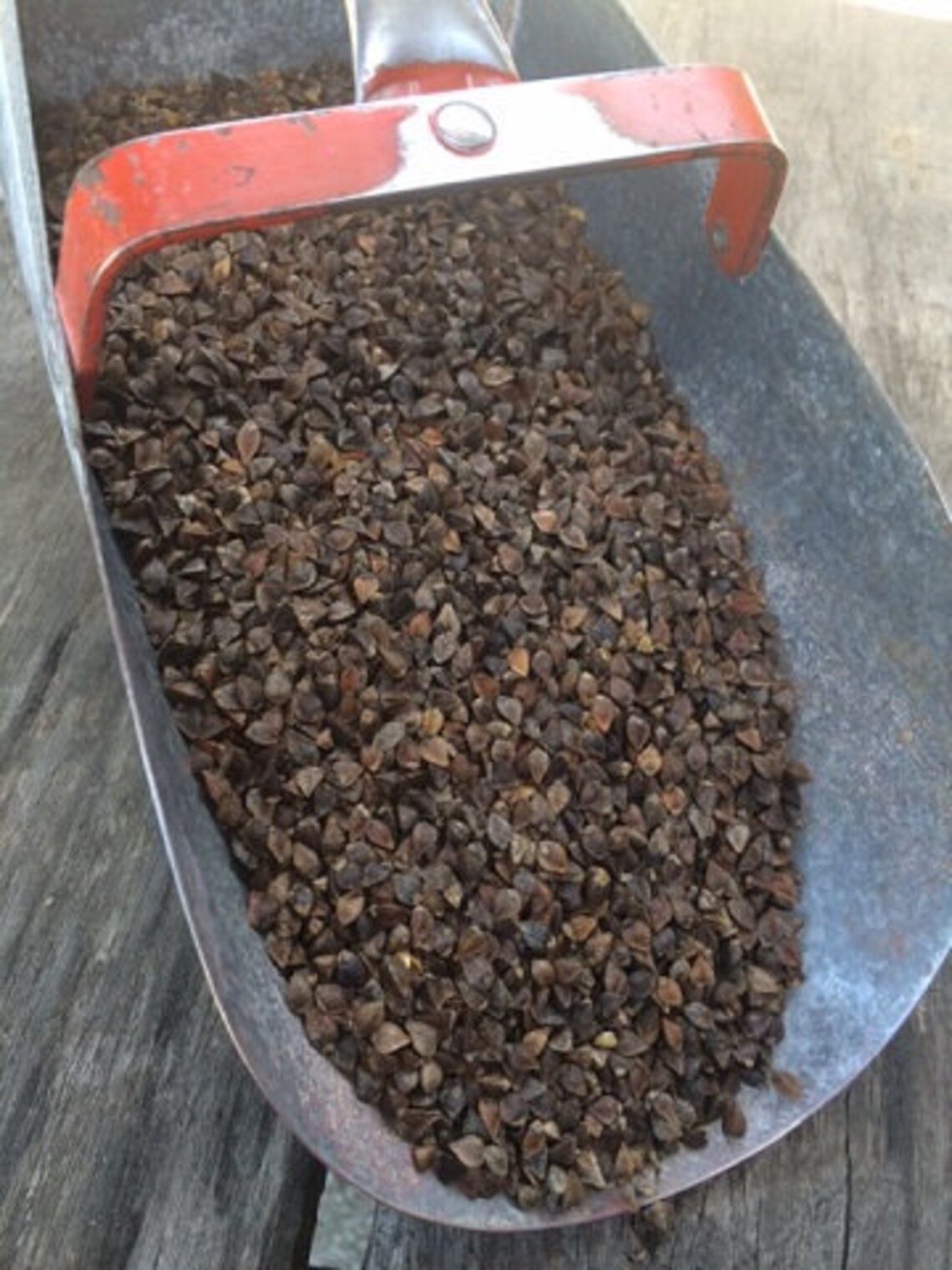 Buckwheat Seeds For Bee Pasture Grain Crop Wildlife Cover Soil Etsy