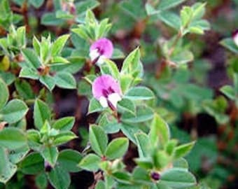 Korean Lespedeza Seeds Forage and Soil Erosion Deer Turkey Dove Pheasant Rabbit Food Plots