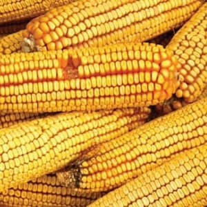 May include: Close-up of a pile of yellow corn on the cob. The corn kernels are plump and juicy, and the cobs are arranged in a random pattern.