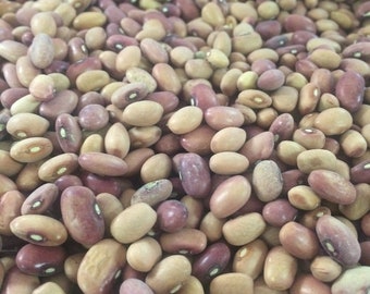 Heirloom Pink Half Runner/"Peanut Bean" Seeds Non GMO