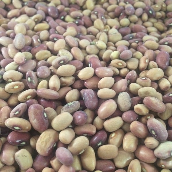 Heirloom Pink Half Runner/"Peanut Bean" Seeds Non GMO