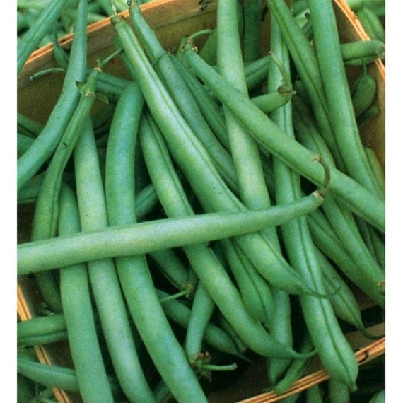 White Half Runner Bean Heirloom State White Half Runner Bean Seeds - Etsy