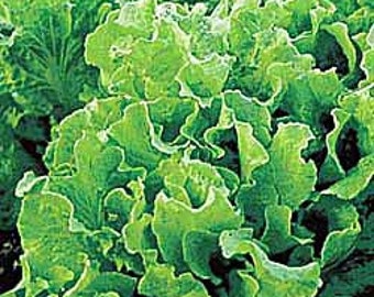Heirloom Black Seeded Simpson Lettuce Seeds Non GMO
