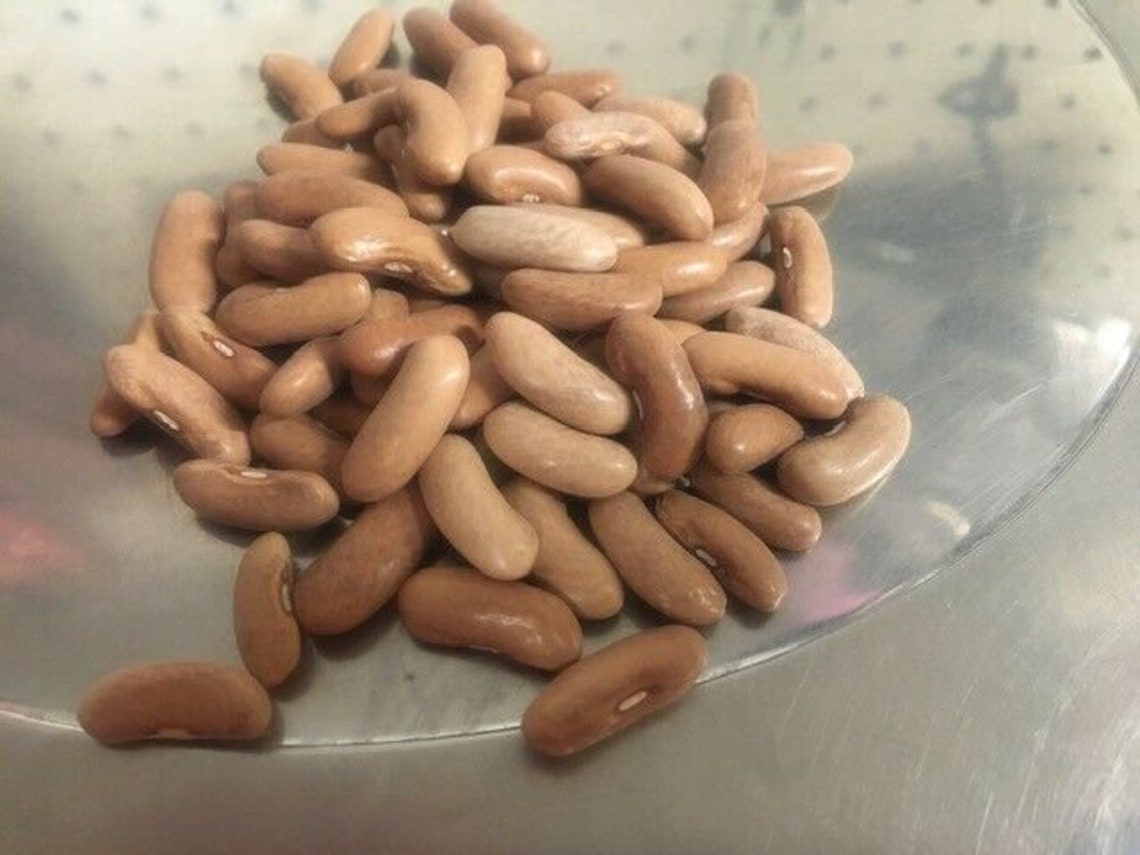 Heirloom Contender Bush Bean NON GMO Seeds Stringless Beans! - Etsy