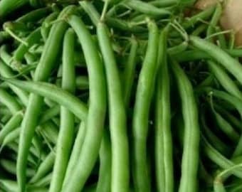 Burpees Stringless Green Pod Heirloom Bush Bean Seeds