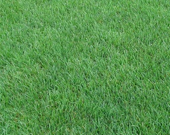 Perennial Rye Grass Seed Shade Tolerant Lawn Turf Fairway and Pasture