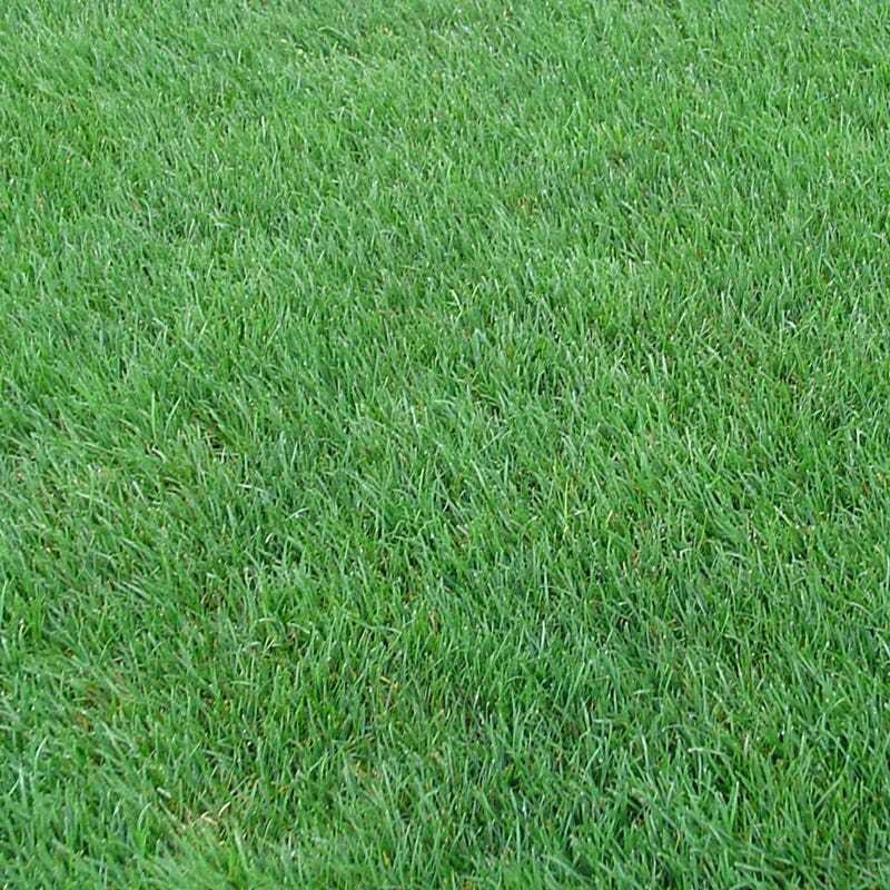 Merced Rye Grass Perennial Rye Grass Seed Shade Tolerant Lawn Turf Fairway and Pasture ...