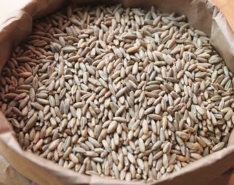 Winter Rye Seed Garden Cover Crop/Food Plot Deer/Wildlife  Non GMO