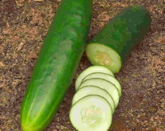Heirloom Straight Eight Cucumber Seeds Non GMO
