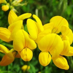 May include: Close-up of vibrant yellow flowers with a cluster of petals. The flowers have a rounded shape with delicate red veins. The background is a soft green, creating a natural and fresh aesthetic. The image captures the beauty of nature.