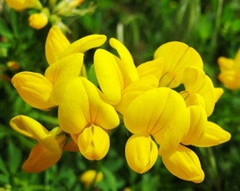 Birdsfoot Trefoil Seeds for Wildlife Food Plots & Soil Erosion Control