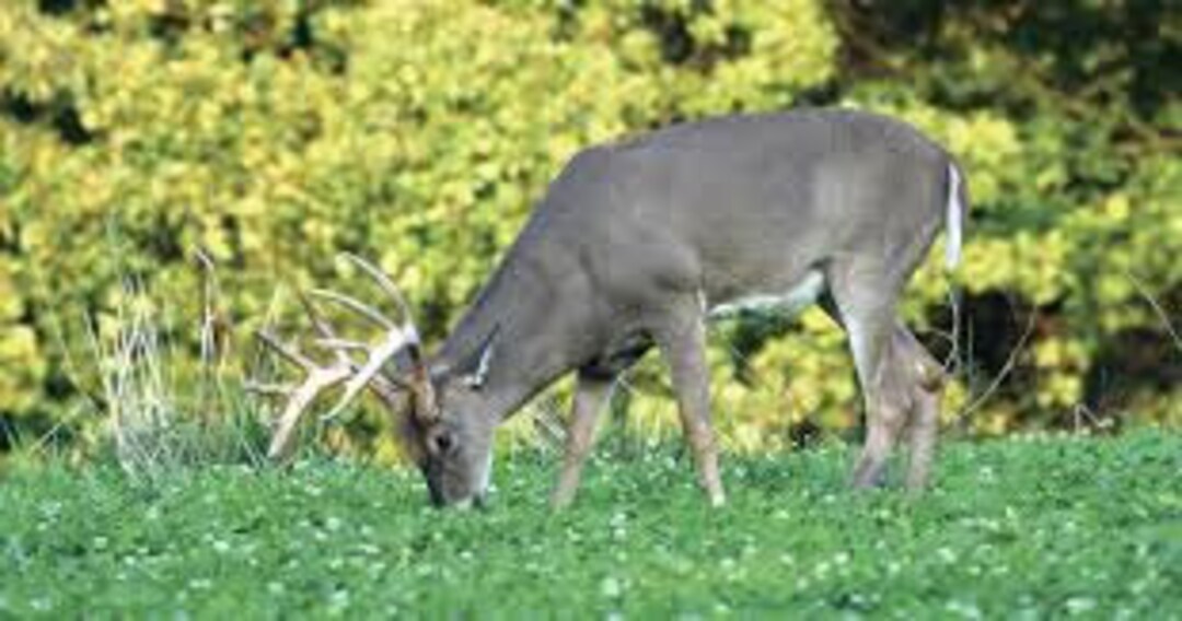 Homemade Whitetail Deer Mineral Mix Deer Attractant East Ky Country