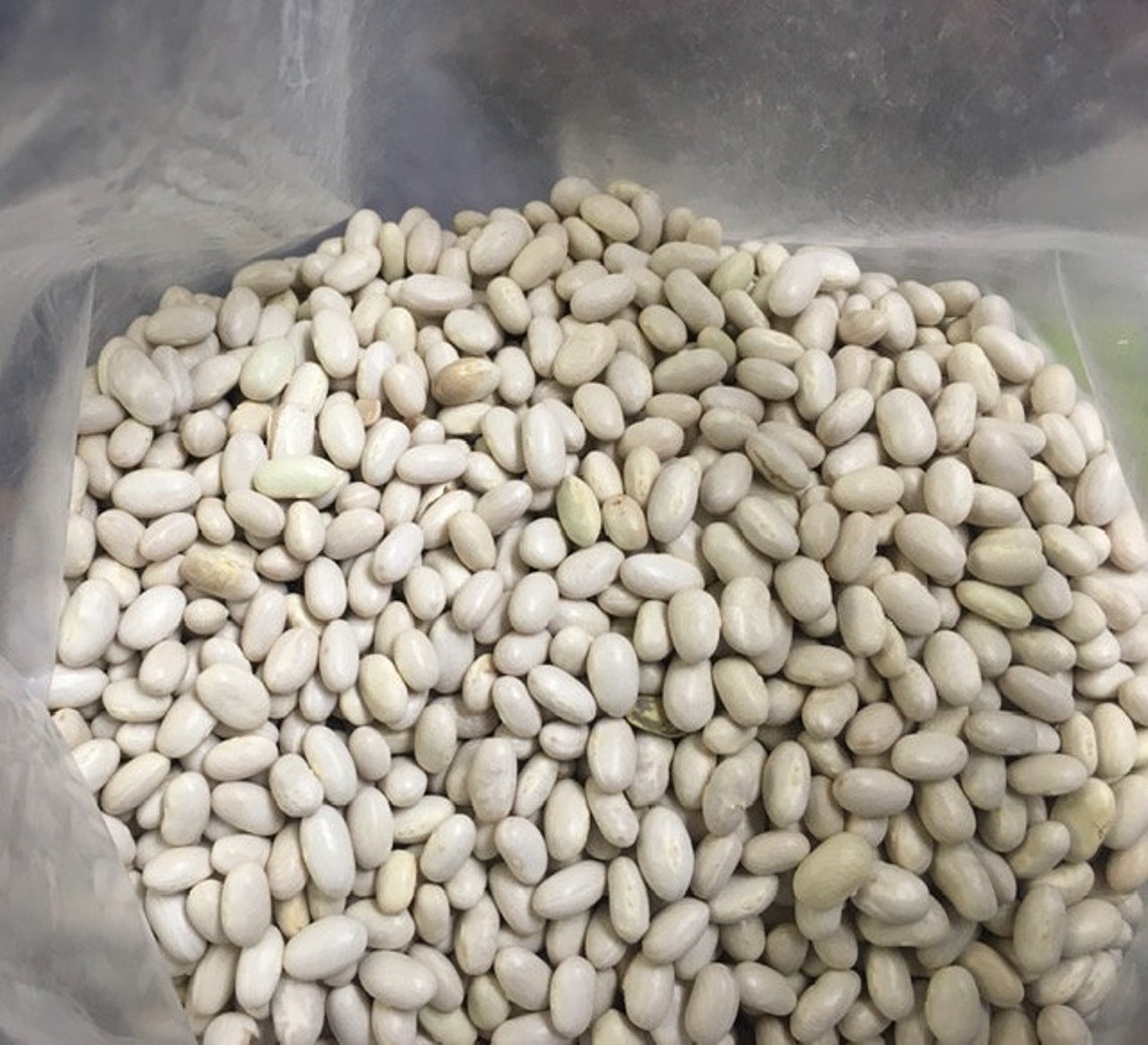 Heirloom Roma II OP Bush Bean Seeds Non GMO Stringless Italian Bean - Etsy