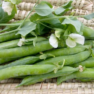Heirloom Green Arrow Shelling Pea Seed Non GMO