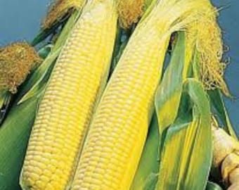 Golden Queen Hybrid Yellow Sweet Corn Seed Treated Non GMO