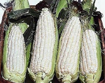 Silver Queen White Sweet Corn Seeds