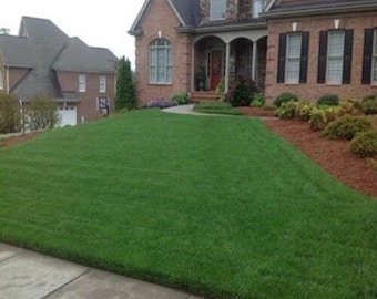 Falcons Tall Turf Fescue-A Three Falcon Blend Best Lawn Grass There Is