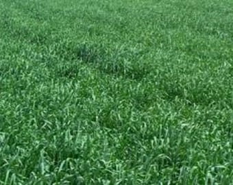 Untreated Winter Wheat Seed Deer Food Plot/ Garden Cover Crop Non GMO