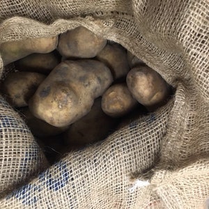 May include: A burlap sack filled with several brown potatoes. The potatoes have an irregular shape and a light brown color with some darker spots. The sack is made of a coarse, woven material.