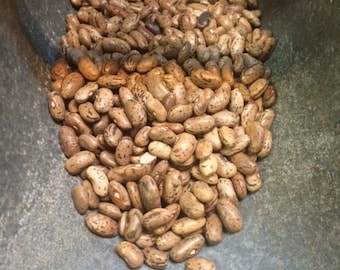 Heirloom Rattlesnake Pole Bean "Preacher Bean" Non GMO
