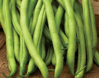 Blue Lake Stringless FM1K Pole Bean Seeds