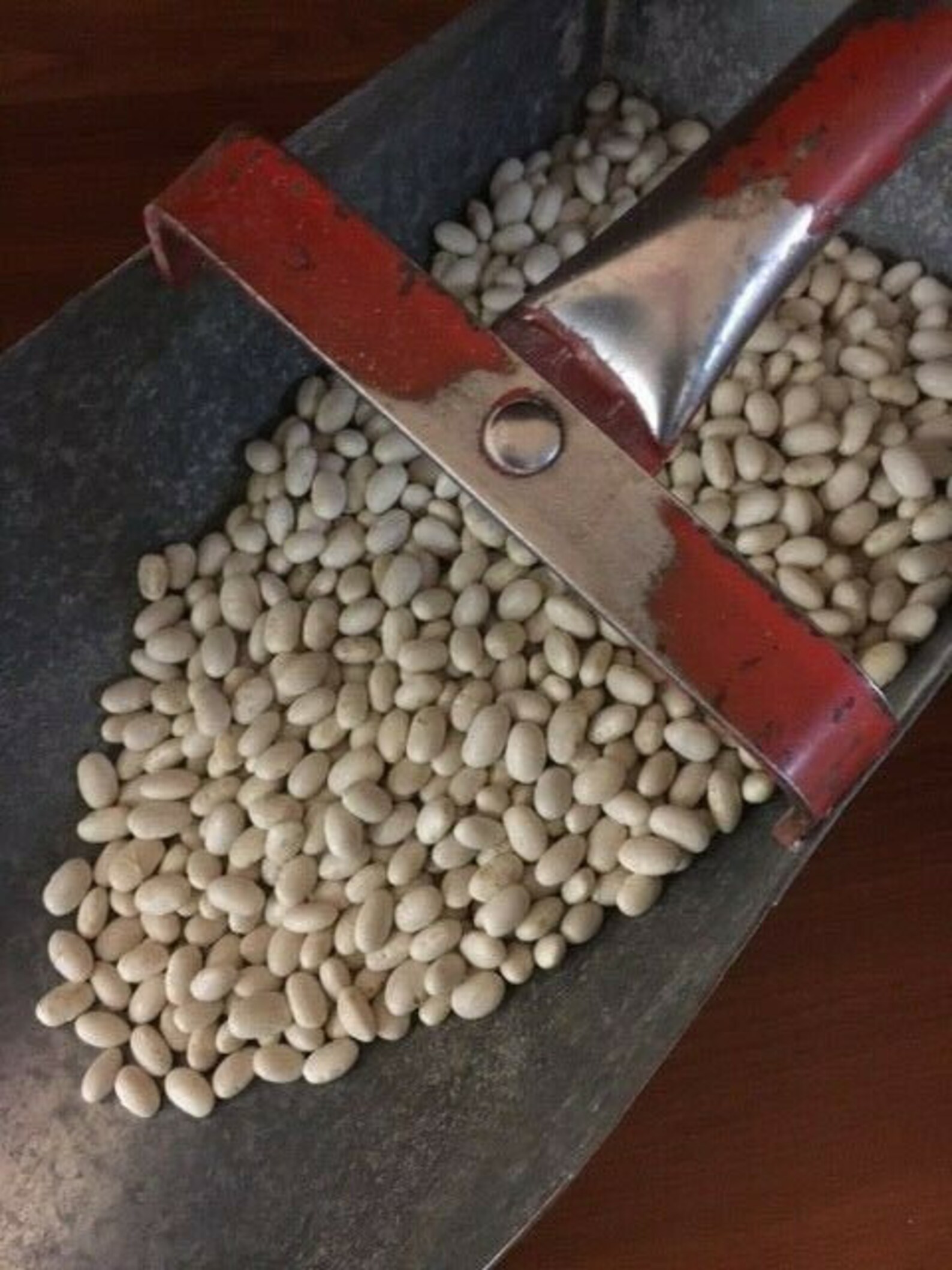 Heirloom Old Dutch White Half Runner Bean Seeds Non GMO Etsy