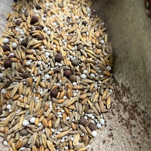 Our Custom Blend 10 Seed NO TILL Cover Crop Seed Mix Non GMO