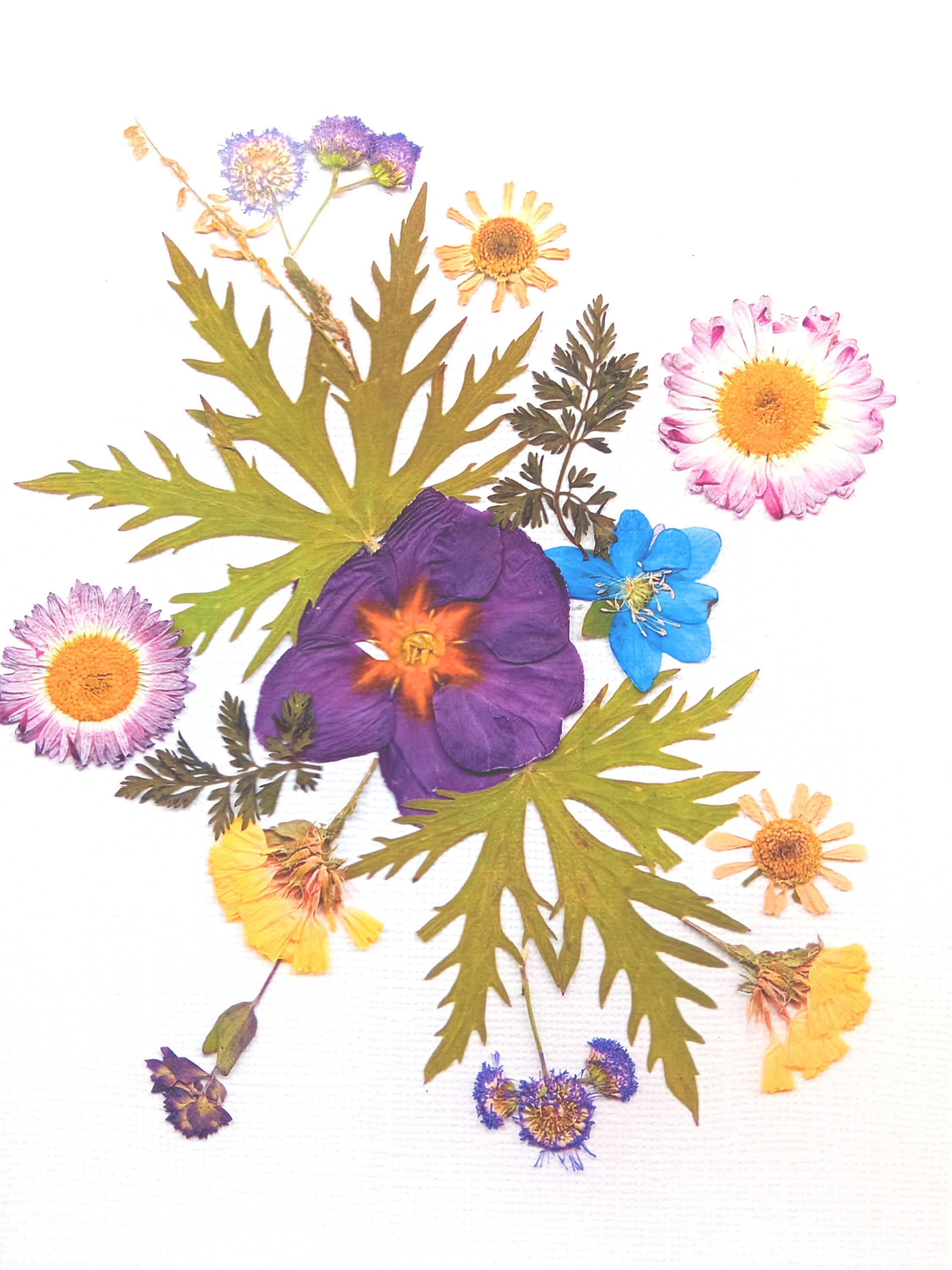 pressed flower frame print reproduction wall art flower etsy