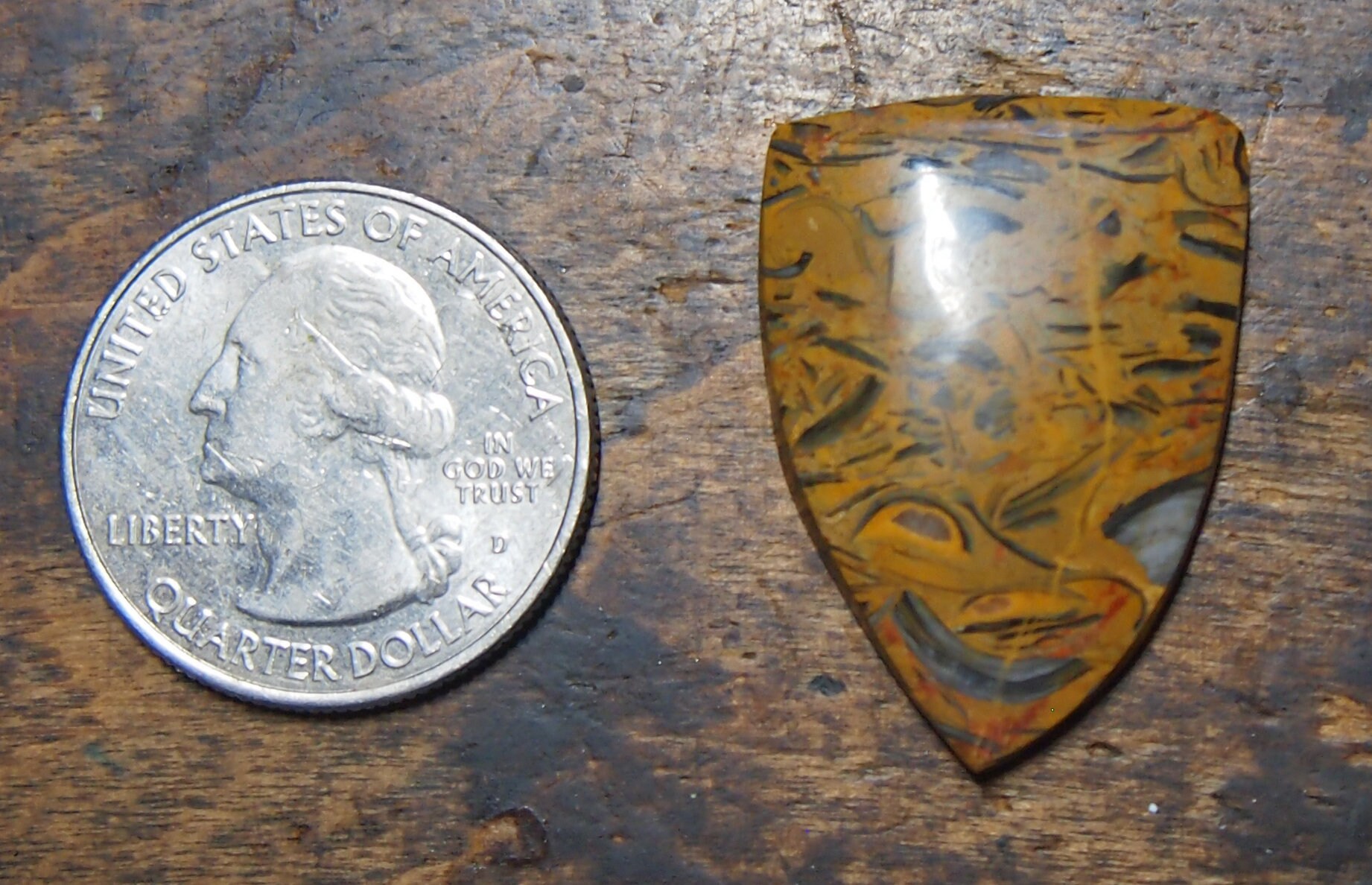 Chowder Stone Clam Chowder Fossil Stone Cabochon - Etsy