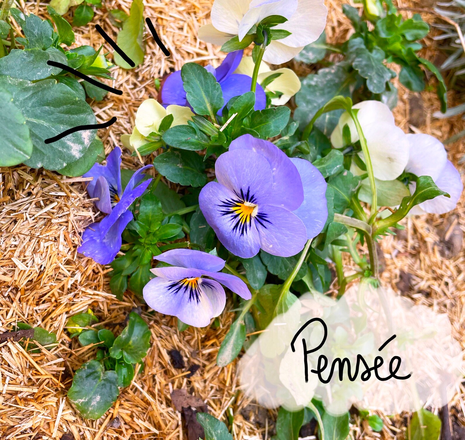 Bracelet Woman Child Petal of Real Blue Dried Flower of Resin Etsy