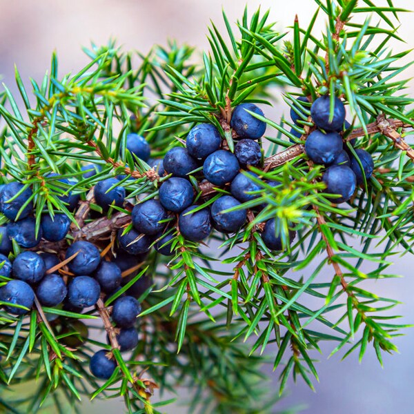 Fresh Alligator Juniper Berries - Organic