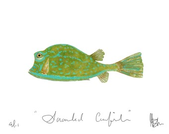 Scrawled Cowfish Print