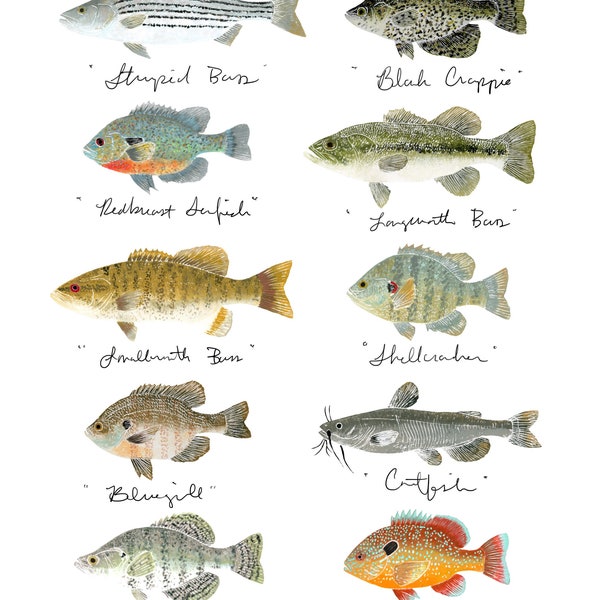 Freshwater Fish Print