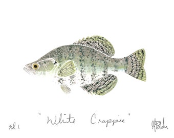 White Crappie Print