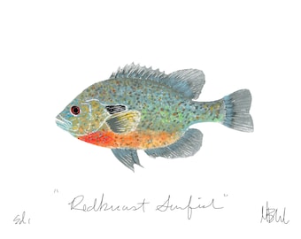 Redbreast Sunfish