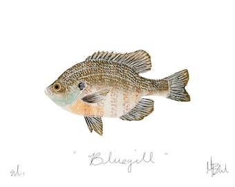 Bluegill Print