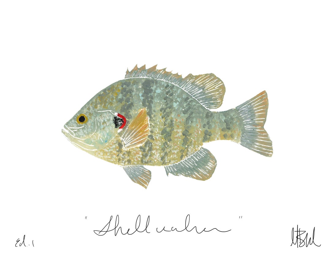 Shellcracker Print - Etsy
