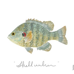 May include: A watercolor painting of a green and brown fish with red markings on its side. The fish is swimming to the right. The text "Shell cracker" is written below the fish.